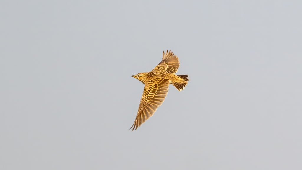 Bimaculated Lark